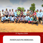 PANEN JAGUNG BERSAMA.